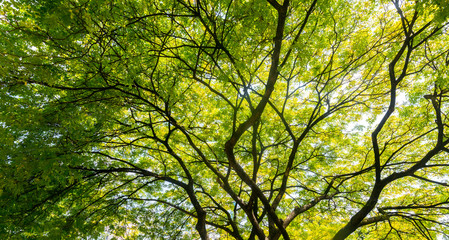 Fototapeta premium Panorama abstract green tree background