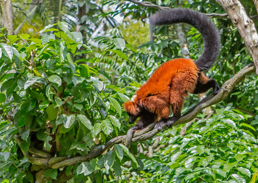 Red lemur in the wild. Lemurs are one of the largest lemurs: their body  length reaches 100-120 cm, of which about 60 cm falls on a luxurious fluffy  tail; weight-4 kg. Most