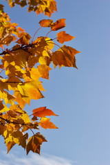 Close up view of red maple (acer rubrum) leaves showing early autumn color changes, with blue sky and copy space