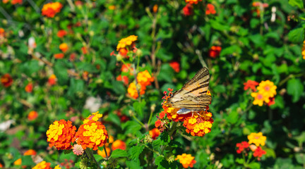 Close up view of a Scarce swallowtail butterfly in colorful orange and yellow blooming lantana summer flowers. Summer scene. Croatia, Europe.