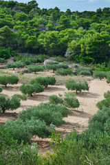 Fototapeta na wymiar Beautiful landscape view of a mediterranean olive orchard or an olive grove on hills in summer, Vis island, Croatia, Europe