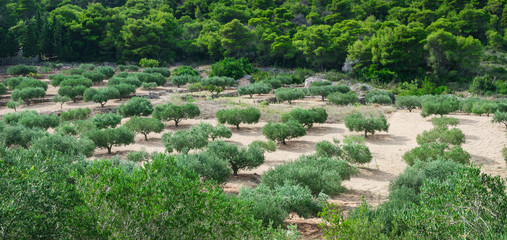 Beautiful landscape view of a mediterranean olive orchard or an olive grove on hills in summer, Vis...