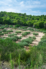 Fototapeta na wymiar Beautiful landscape view of a mediterranean olive orchard or an olive grove on hills in summer, Vis island, Croatia, Europe