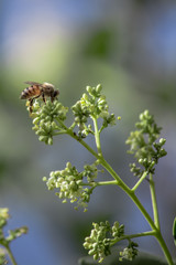 Abeja III