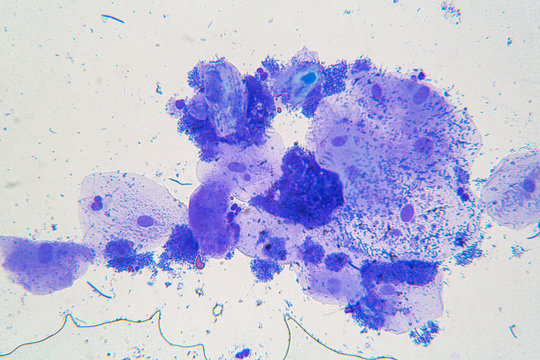 Parasites under the microscope