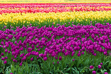 purple, yellow, and red, tulips planted in rows on propagation farm