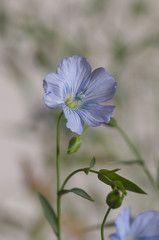 Flax (Linum usitatissimum) flowers