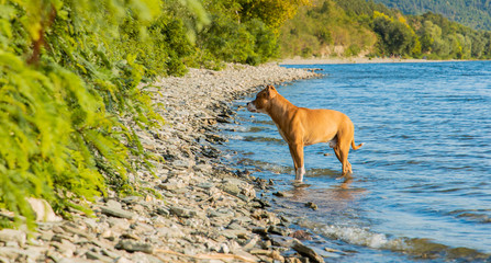 pit bull domestic dog walking in picturesque stone shore line waterfront along blue water and green park foliage nature environment 