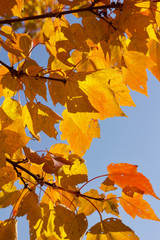 Close up view of red maple (acer rubrum) leaves showing early autumn color changes, with blue sky and copy space