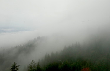Fototapeta na wymiar Wald im Nebel