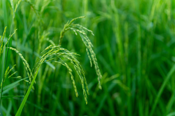 Fototapeta na wymiar Green rice in rice fields in green tones
