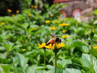 bee on flower