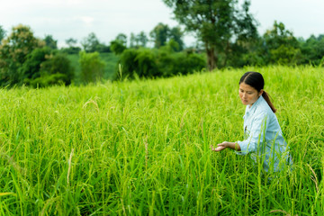 Young Asian woman checking grain grow at paddy field