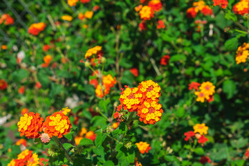 Close up view of a bush of blooming orange and yellow lantana flowers in summer, a summer garden concept
