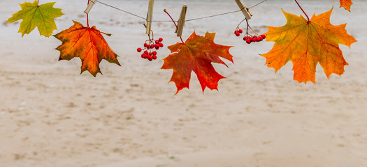 Autumn maple leaves on background of sandy beach
