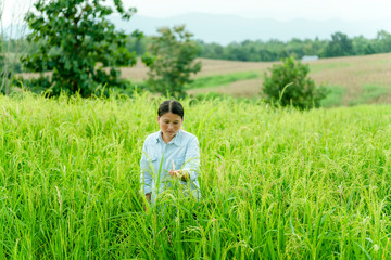 Young Asian woman checking grain grow at paddy field