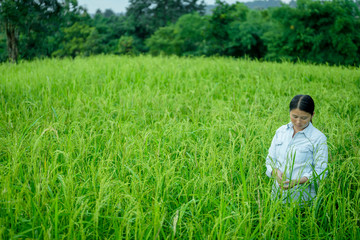 Naklejka na ściany i meble Young Asian woman checking grain grow at paddy field