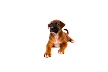 Obraz premium Cute puppies isolated on a white background.Cute havanese puppy dog is sitting and urinating.