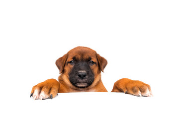 Tops of heads of dog with paws up  peeking over a blank white sign. Cute Puppy with paws on white background.Sized for web banner or social media cover