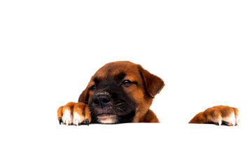 Tops of heads of dog with paws up  peeking over a blank white sign. Cute Puppy with paws on white background.Sized for web banner or social media cover