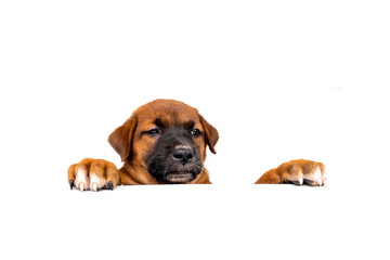 Tops of heads of dog with paws up  peeking over a blank white sign. Cute Puppy with paws on white background.Sized for web banner or social media cover
