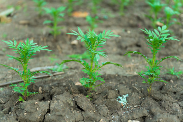 marigold. Crops growing in rich black soil outdoor with copy space. Plant sprout grow in ground.