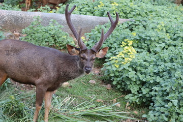 Bull elk grazing in a grassy field .Deer in the wild .