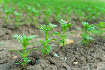 marigold. Crops growing in rich black soil outdoor with copy space. Plant sprout grow in ground.