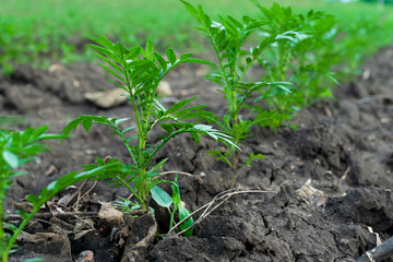 marigold. Crops growing in rich black soil outdoor with copy space. Plant sprout grow in ground.