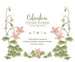 Sketch Floral Botany Collection. Pink Columbine flower (Aquilegia chrysantha) drawings. Invitation card template. Hand Drawn Botanical Illustrations. Nature Vector.