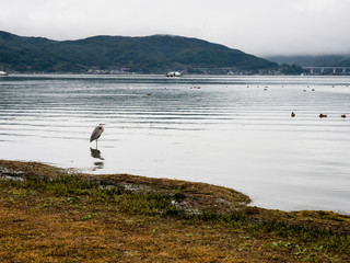 Japanese Blue Heron on the shore of Lake Suwako - Nagano prefecture, Japan