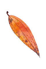 Dry maple leaves fall, yellow and red in autumn with a white background, including the clipping path, can be used as wallpaper and editing material. empty space for text.