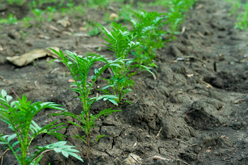 marigold. Crops growing in rich black soil outdoor with copy space. Plant sprout grow in ground.