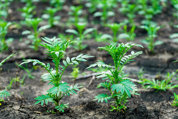 marigold. Crops growing in rich black soil outdoor with copy space. Plant sprout grow in ground.