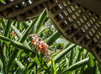 Fototapeta premium Tropical Flower