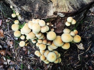 Baumstamm Wald Pilze