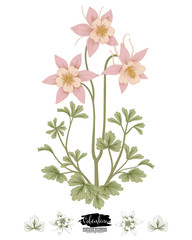 Sketch Floral Botany Collection. Pink Columbine flower (Aquilegia chrysantha) drawings. Beautiful line art on white backgrounds. Hand Drawn Botanical Illustrations. Nature Vector.