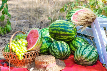 autumn still life. watermelon fruit picnic