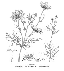 Obraz premium Szkic kolekcji botaniki kwiatowej. Rysunki kwiatów kosmosu, nasion i liści. Czarno-biały z grafiką liniową na białym tle. Ręcznie rysowane ilustracje botaniczne. Wektor natura
