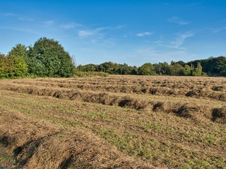 Grass piled on a mown meadow for drying, hay as feed for horses and cows