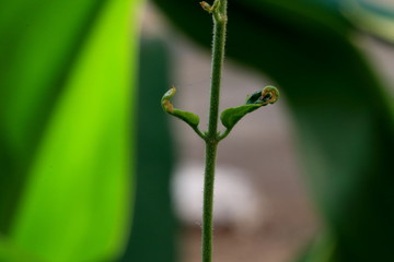 close-up or macro shot of tiny green leaves