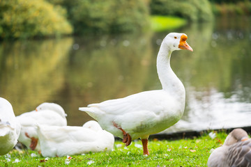 Focus on relaxed wild birds nipping  on a leg