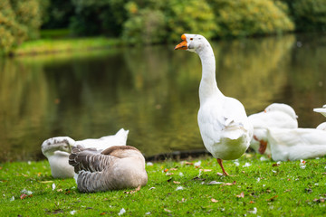 Focus on relaxed wild birds nipping  on a leg