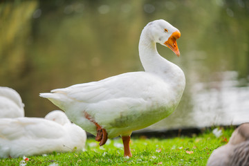 Focus on relaxed wild birds nipping  on a leg