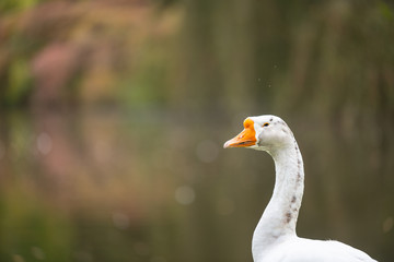 Focus on relaxed wild birds nipping  on a leg