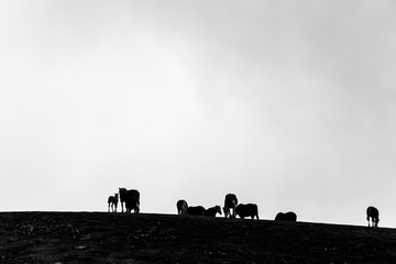 Horses silhouettes over a mountain