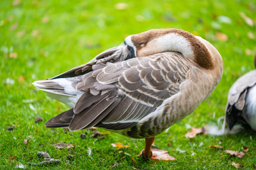 Focus on relaxed wild birds nipping  on a leg