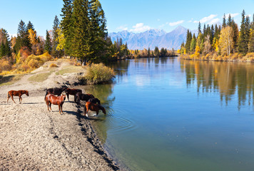 Rural landscape with horses at a watering hole at the Irkut River at an autumn day. Eastern Sayan...