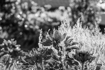 Black and white image of single flower bloom with lots of leaves on plant