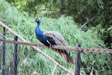 Peacock sitting on the fence